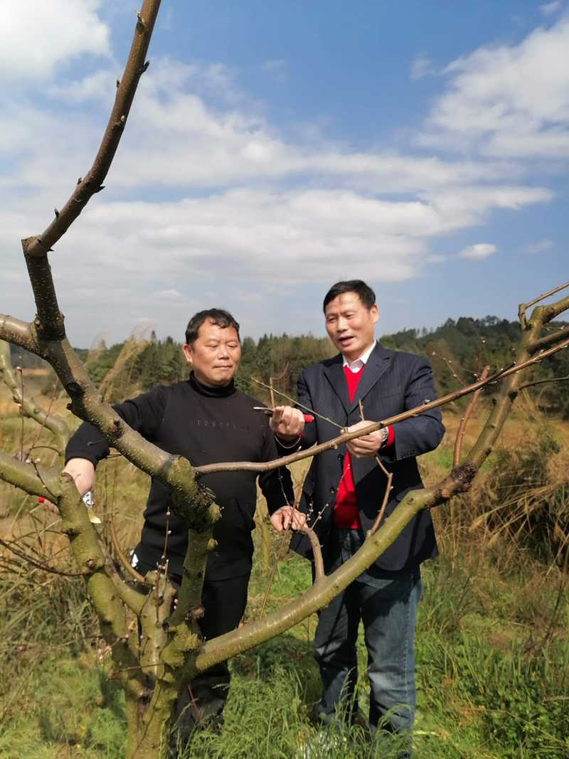 1584779266328040418.jpeg 成年树修剪.jpeg