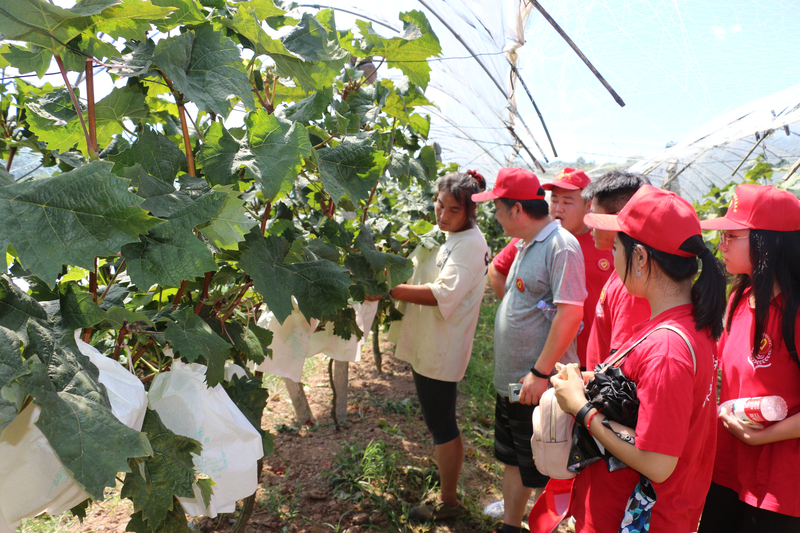 1596689024187009757.jpg 图1-杨隆彪教授及志愿者们为农民实地讲解葡萄种植关键技术.jpg